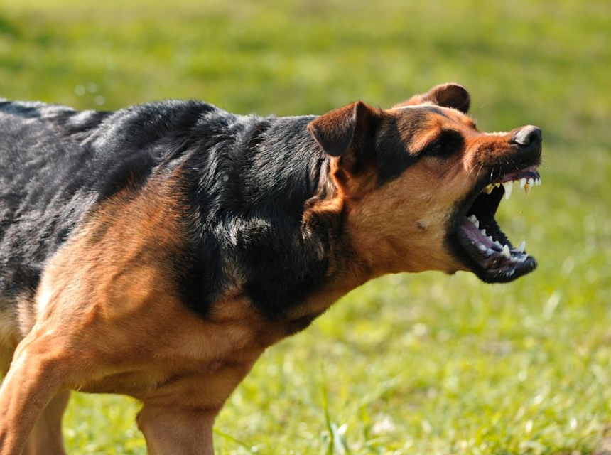 Cane Aggressivo Con Altri Cani: Cosa Possiamo Fare?