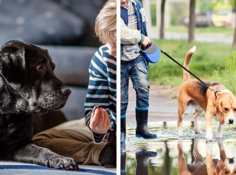 Come Convincere I Genitori A Prendere Un Cane Senza Problemi