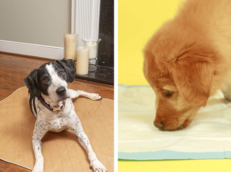 Come Insegnare Al Cane a Fare i Bisogni Sulla Traversina