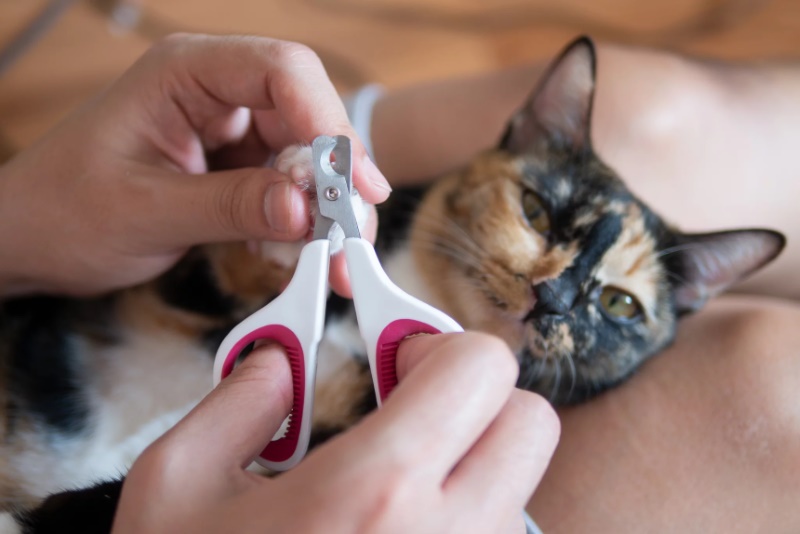 Come Tagliare le Unghie al Gatto: Consigli Prattici