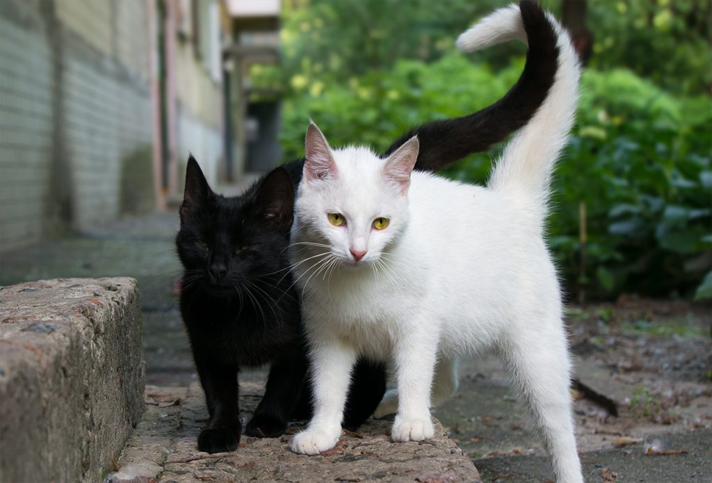 Gatto Bianco e Nero Significato: Cosa Possiamo Scoprire?
