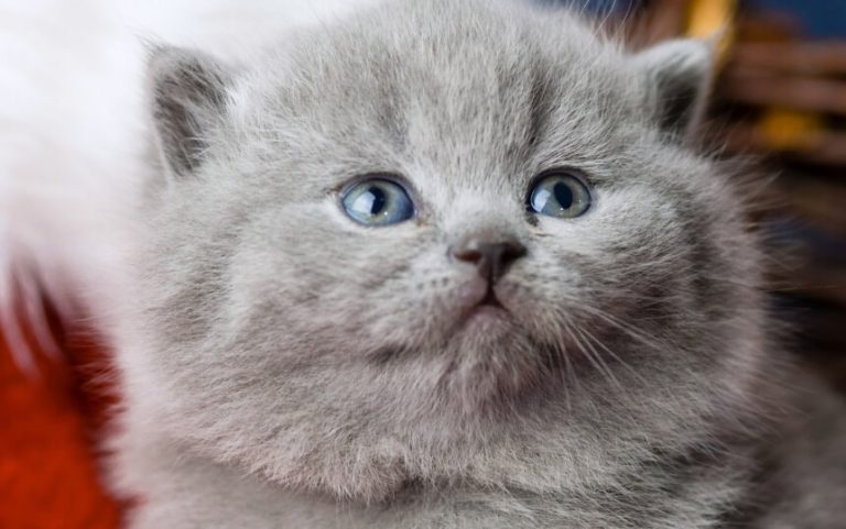 Orecchini a figura di gatto - Italia