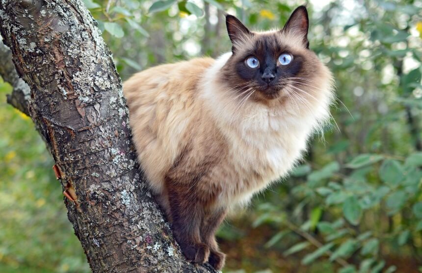 Bambola Neonata Aquini Götz 33cm – Per Il Bagnetto, Con Occhi Blu Dipinti E Biberon – Da 18 Mesi