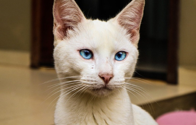 Gatti con Occhi Azzurri: Razze e Curiosità