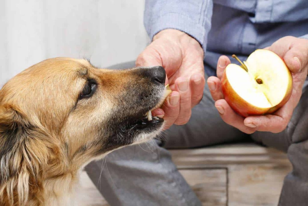 Mela al Cane: Ottima Vitamina o Dannosa per la Salute?