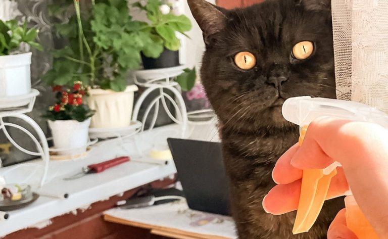 Vicenza, usa spray per allontanare i gatti e causa lite di condominio, interviene la Polizia di