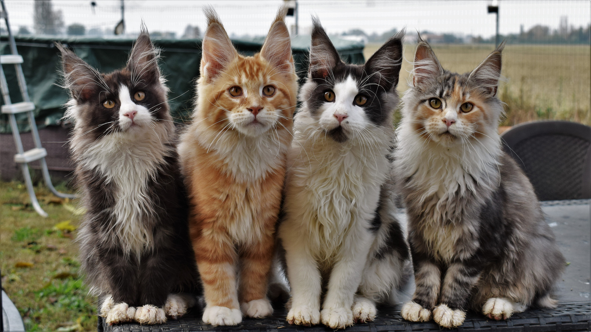 Maine Coon Dimensioni Del Gatto Gigante