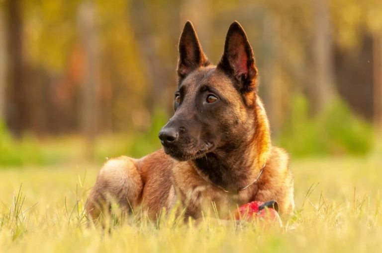 Pastore Belga Malinois Pregi E Difetti