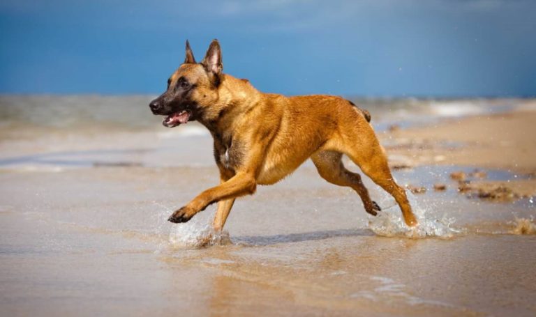 Pastore Belga Malinois: Razza, Carattere Difetti e Pregi