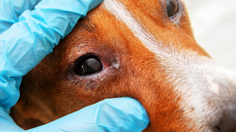 Congiuntivite Cane: Cosa Fare Quando il Cane Ha una Malattia del Occhio?