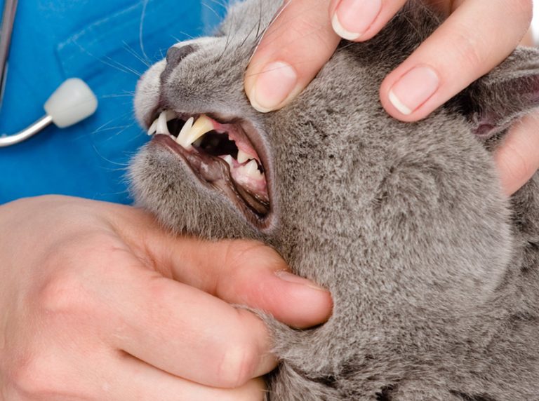 Stomatite Gatto: Sintomi e Rimedi per la Stomatite Felina